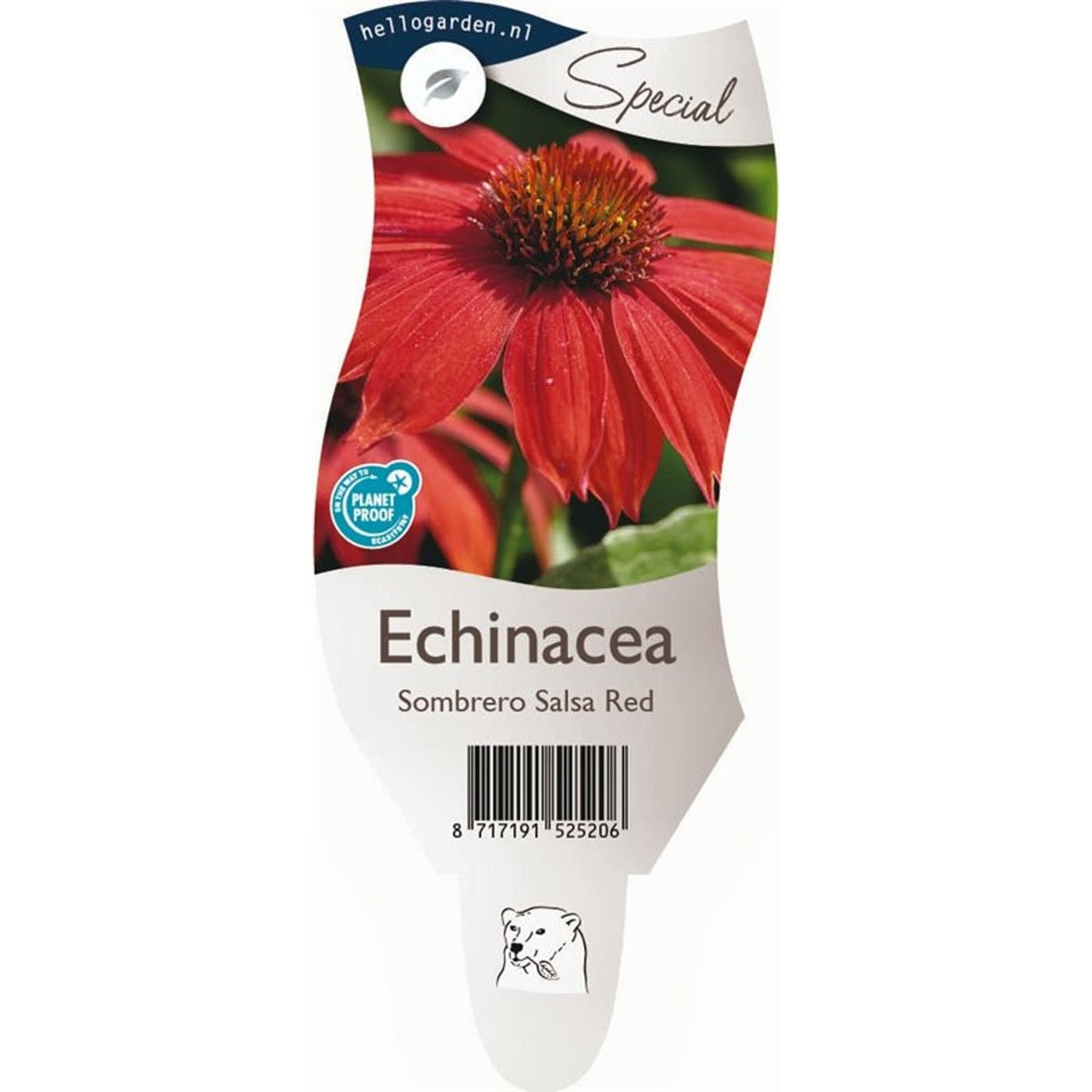 Röd solhatt – Echinacea Sombrero Salsa Red - P11